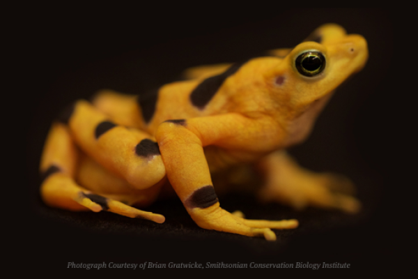 Golden Frog Collaborates with Smithsonian’s Panama Amphibian Rescue and Conservation Project